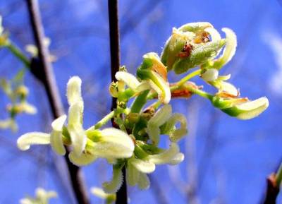CELTIS AUSTRALIS